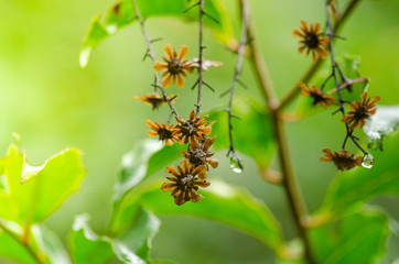 Rain forest is important in Thailand . It is habitat for wildlife