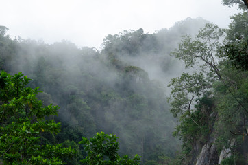 Rain forest is important in Thailand . It is habitat for wildlife