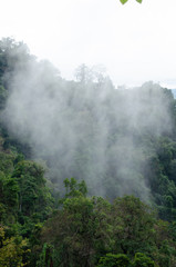 Fototapeta na wymiar Rain forest is important in Thailand . It is habitat for wildlife