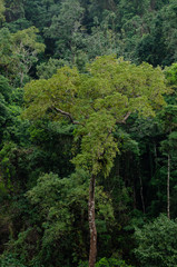 Fototapeta premium Rain forest is important in Thailand . It is habitat for wildlife