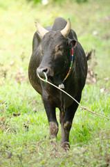 fight ox is domestic in south Thailand