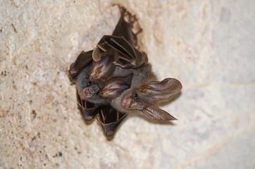 bat is mammal and call 