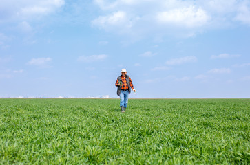Senior farmer in filed examining young wheat corp during the sunny day.