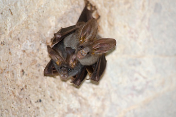 bat is mammal and call 