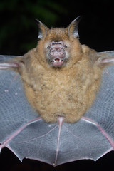 bat is mammal and call 