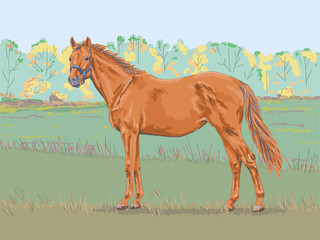 Vector illustration. The horse in the pasture.