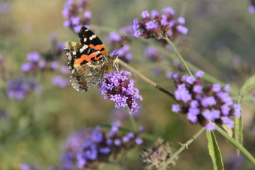 The butterfly in outdoor