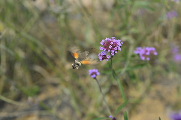 Bee honey in the flying insects