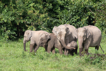 Fototapeta premium Asiatic Elephant is big five animal in asia