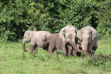 Asiatic Elephant is big five animal in asia