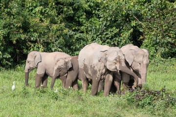 Fototapeta premium Asiatic Elephant is big five animal in asia