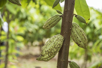 The cocoa tree with fruits. Yellow and green Cocoa pods grow on the tree