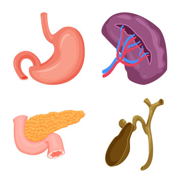 Isolated object of body and human symbol. Collection of body and medical stock symbol for web.