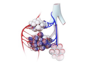 3d rendered illustration of the human alveoli