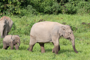 Obraz premium Asiatic Elephant is big five animal in asia