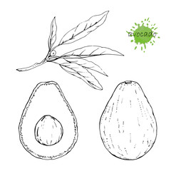 Hand-drawn illustration of Avocado, vector