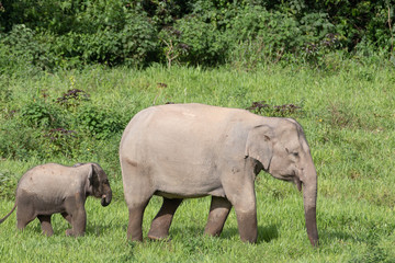 Fototapeta premium Asiatic Elephant is big five animal in asia