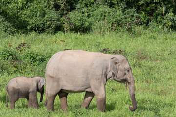 Obraz premium Asiatic Elephant is big five animal in asia