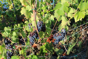 Grappoli d'uva rossa da vendemmiare