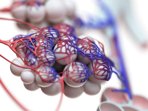 3d Rendered Illustration Of The Human Alveoli