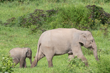 Fototapeta premium Asiatic Elephant is big five animal in asia