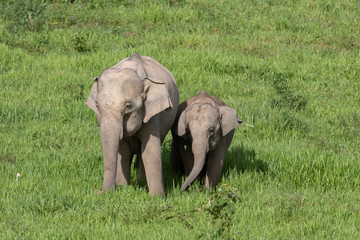 Fototapeta premium Asiatic Elephant is big five animal in asia