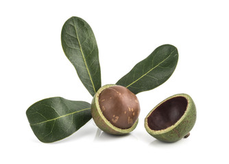 macadamia nuts on white background