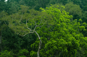 Rain forest is important in Thailand . It is habitat for wildlife