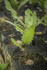Planting seedlings, Macadamia, Northern Thailand