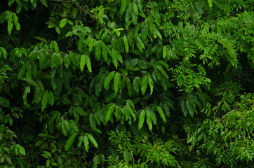 Rain forest is important in Thailand . It is habitat for wildlife