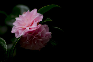 Spring Camelias in Cornwall.