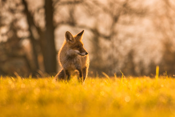 Cute Red Fox, Vulpes vulpes in fall forest. Beautiful animal in the nature habitat. Wildlife scene from the wild nature. Red fox running in orange autumn leaves