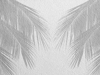 Palm leaf shadows on a white wall