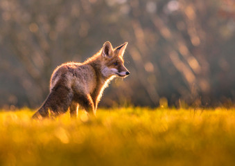 Cute Red Fox, Vulpes vulpes in fall forest. Beautiful animal in the nature habitat. Wildlife scene from the wild nature. Red fox running in orange autumn leaves