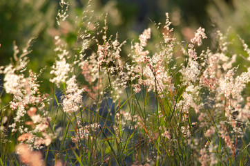 field of grass, pink flowers,