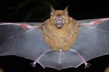 bat is mammal and call 