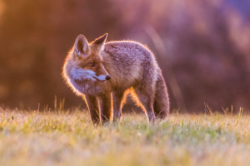 Cute Red Fox, Vulpes vulpes in fall forest. Beautiful animal in the nature habitat. Wildlife scene from the wild nature. Red fox running in orange autumn leaves