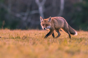 Cute Red Fox, Vulpes vulpes in fall forest. Beautiful animal in the nature habitat. Wildlife scene from the wild nature. Red fox running in orange autumn leaves