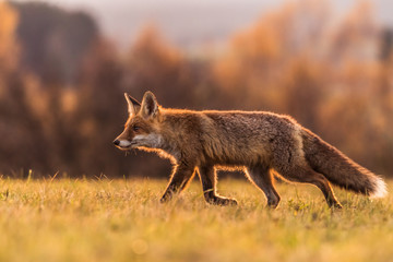 Cute Red Fox, Vulpes vulpes in fall forest. Beautiful animal in the nature habitat. Wildlife scene from the wild nature. Red fox running in orange autumn leaves