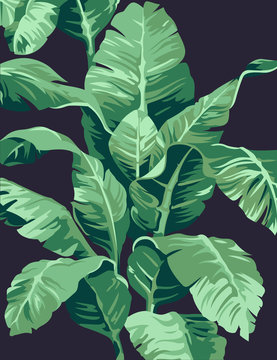 Pattern banana tree and leaves that it is a tropical plant on dark background, flat line vector and illustration.
