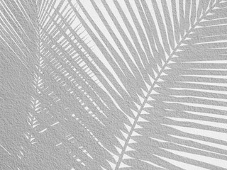 Palm leaf shadows on a white wall