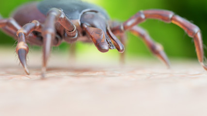 3d rendered illustration of a tick crawling on human skin