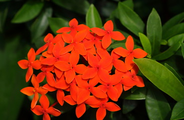 closeup picture of orange spike flowers or ixora