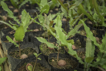 Planting seedlings, Macadamia, Northern Thailand