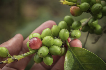 Coffee beans ripening on tree in North of thailand. fresh coffee cherry