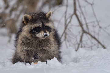 雪の中のアライグマ © mihiro_wildlife
