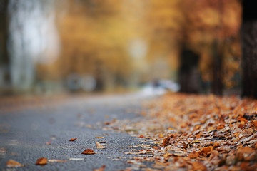 Autumn backgroun rain in the park