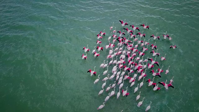 Aerial view of flamingos in West Coast National park, Cape Town, South Africa.