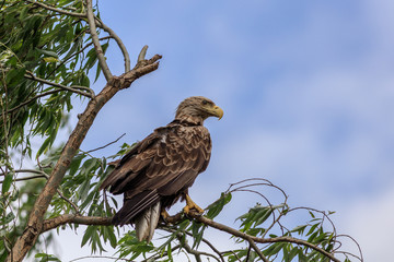 white tailed eagle