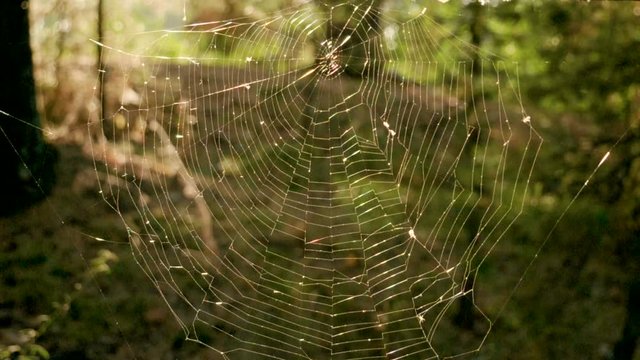 Close-up shot of spider web at sunset in autumn forest. Slow motion. HD